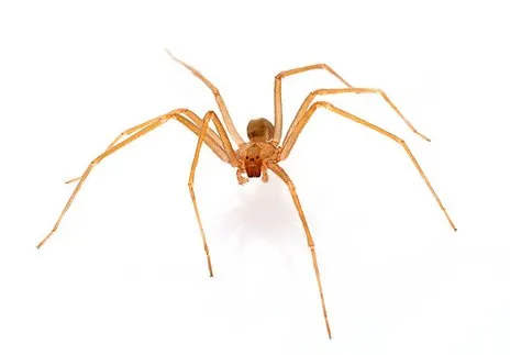 Brown Recluse Spider